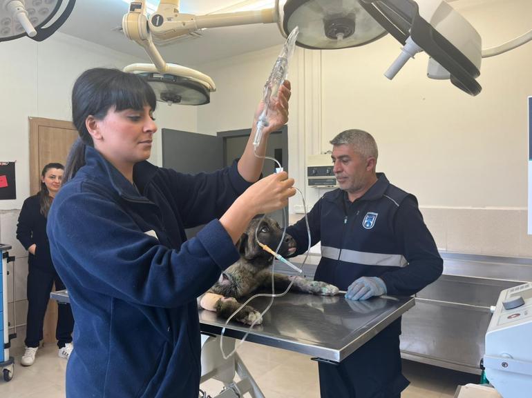 Kamyonete bağlanarak sürüklenen köpek kurtarıldı