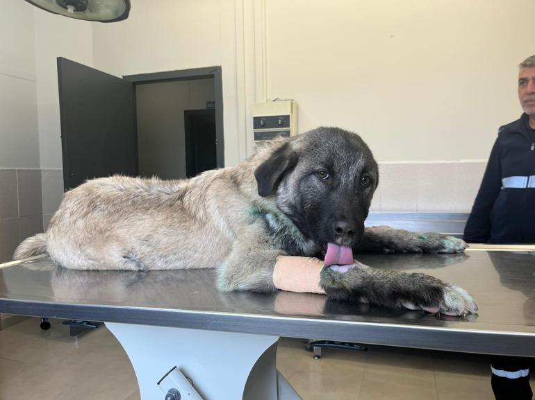 Kamyonete bağlanarak sürüklenen köpek kurtarıldı