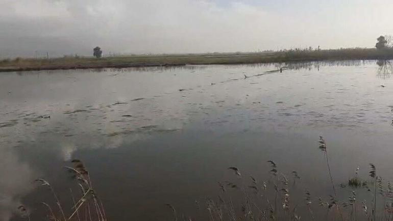 Büyük Menderes Nehri yine taştı; Köşk ilçesinde tarım alanlarını su bastı