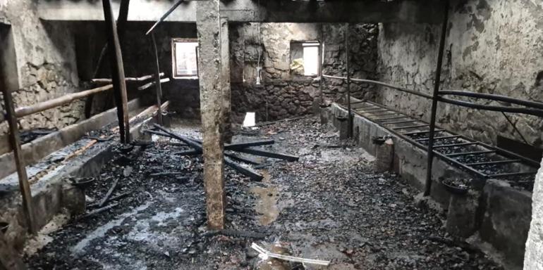 Ahırda çıkan yangında 1 büyükbaş öldü, 12si kurtarıldı