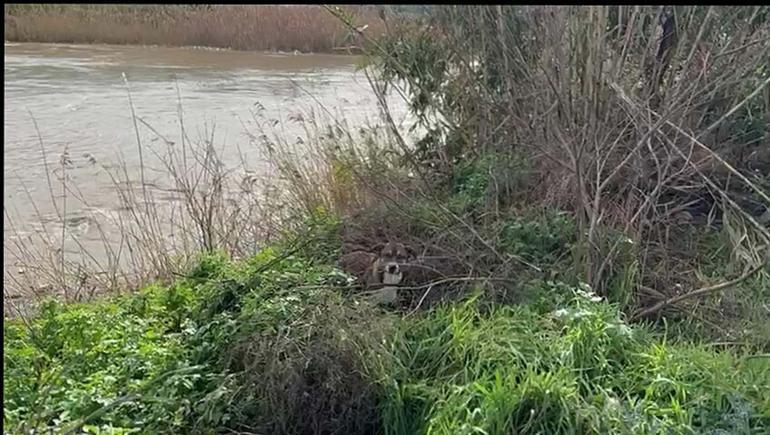 Köprüden nehre düşen sokak köpeği, yüzerek kıyıya ulaştı