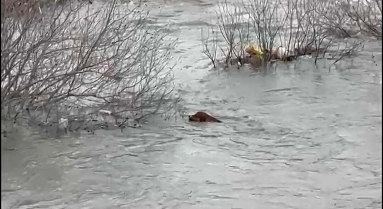 Köprüden nehre düşen sokak köpeği, yüzerek kıyıya ulaştı