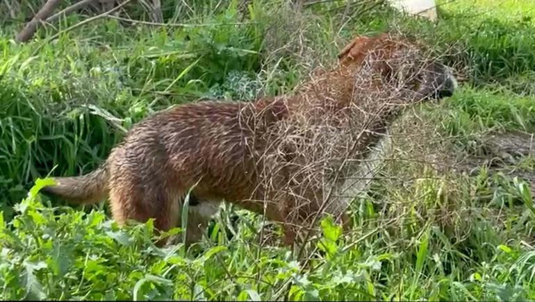 Köprüden nehre düşen sokak köpeği, yüzerek kıyıya ulaştı