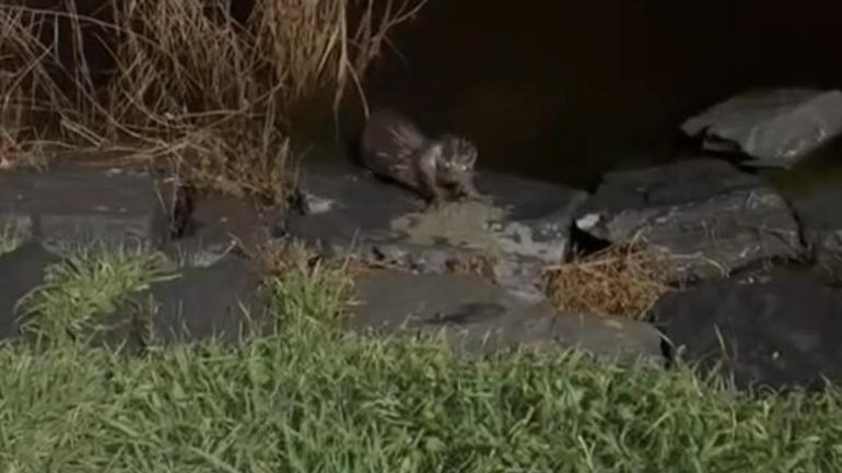 Küçükçekmecede su samuru balık yerken görüntülendi