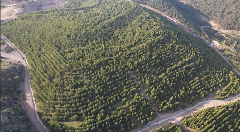 Maden sahası rehabilitasyonla yeşerdi