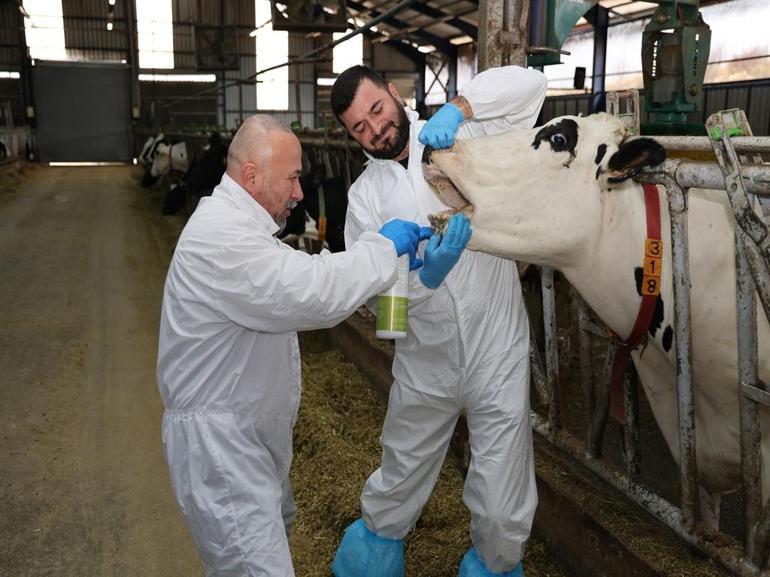 Şap hastalığında iyileşme sürecini hızlandıran bitkisel sprey üretildi