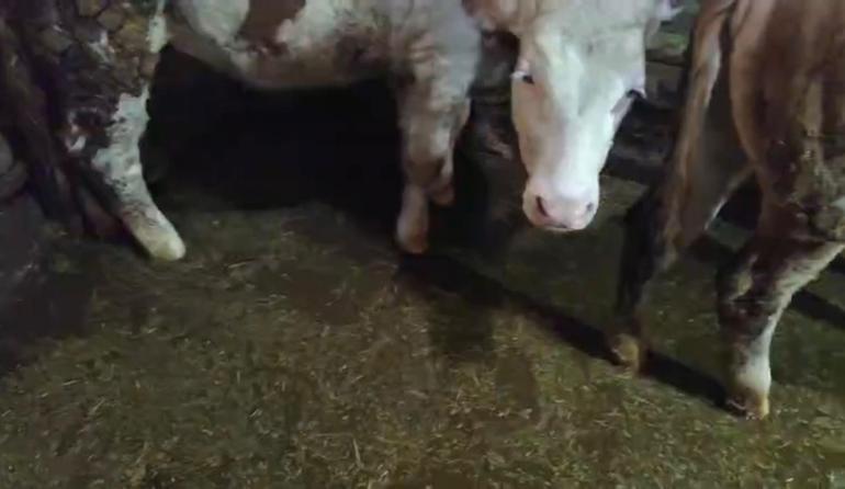 Muş’ta sağanak nedeniyle ev ve ahırları su bastı