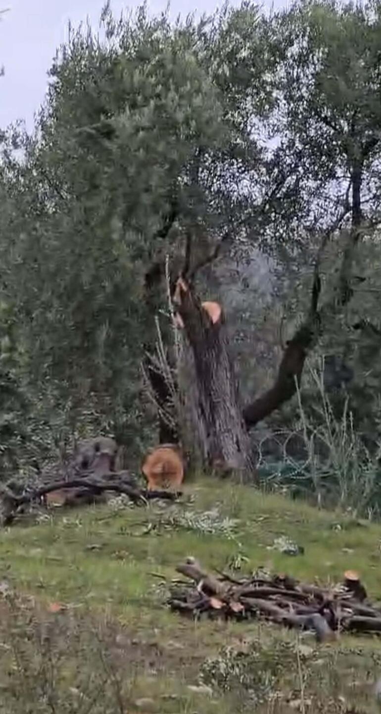 Zeytin ağaçlarını kesen ve görevinden istifa eden Kılbey’e para cezası
