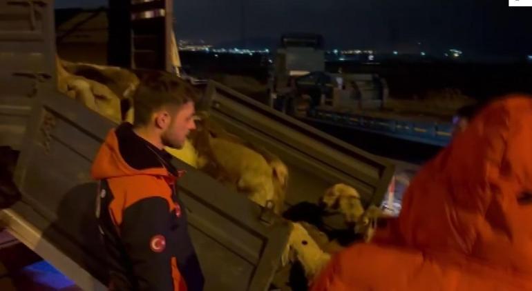 Kayseri’de su baskını riskine karşı 200 hayvan tahliye edildi