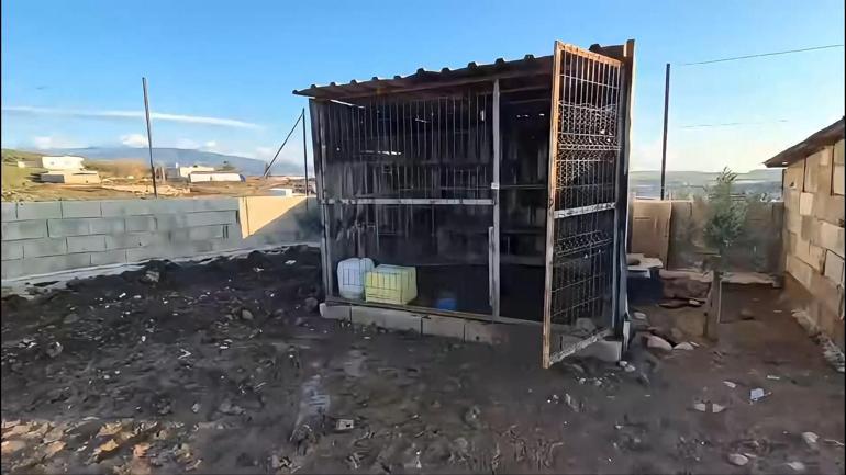 Osmaniye’de güvercin hırsızlığı kamerada