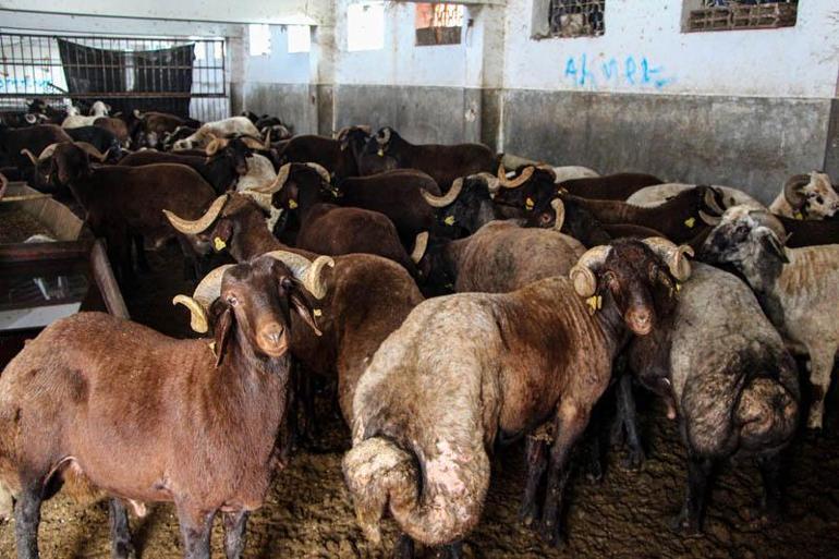 Kırsalda Bereket, Küçükbaşa Destek projesi ile hayvancılıkta verim ve kalite artacak’