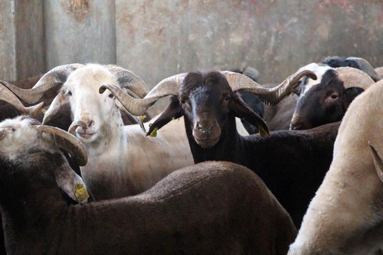 Kırsalda Bereket, Küçükbaşa Destek projesi ile hayvancılıkta verim ve kalite artacak’