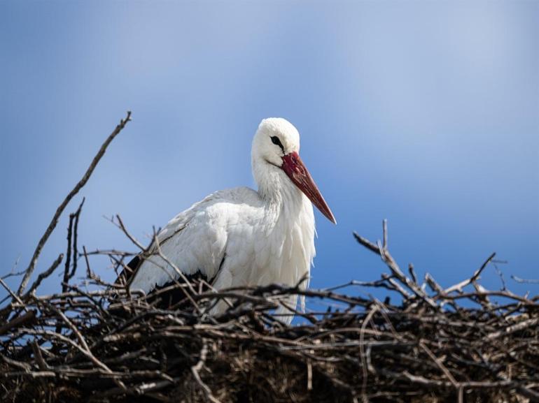 Yaren leyleğin 20 gün erken gelen eşi Nazlı dronla kamerasında