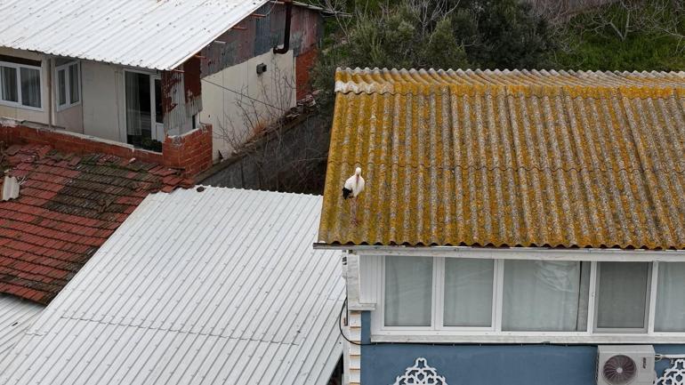 Yaren leyleğin 20 gün erken gelen eşi Nazlı dronla kamerasında