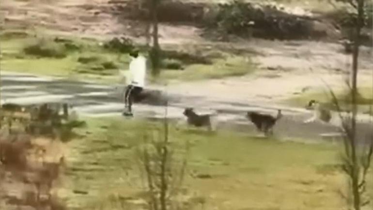 Başakşehir ve Beylikdüzü’nde sokak köpeklerinin saldırısı kamerada
