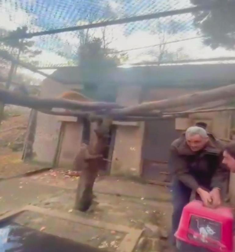 Kadıköyde iş yerinden kaçıp çatılarda dolaşan makak maymunu koruma altına alındı