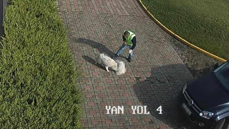 Sakarya Valiliğinden köpek ölümüne ilişkin açıklama