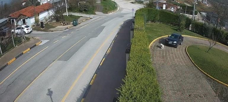 Sakarya Valiliğinden köpek ölümüne ilişkin açıklama