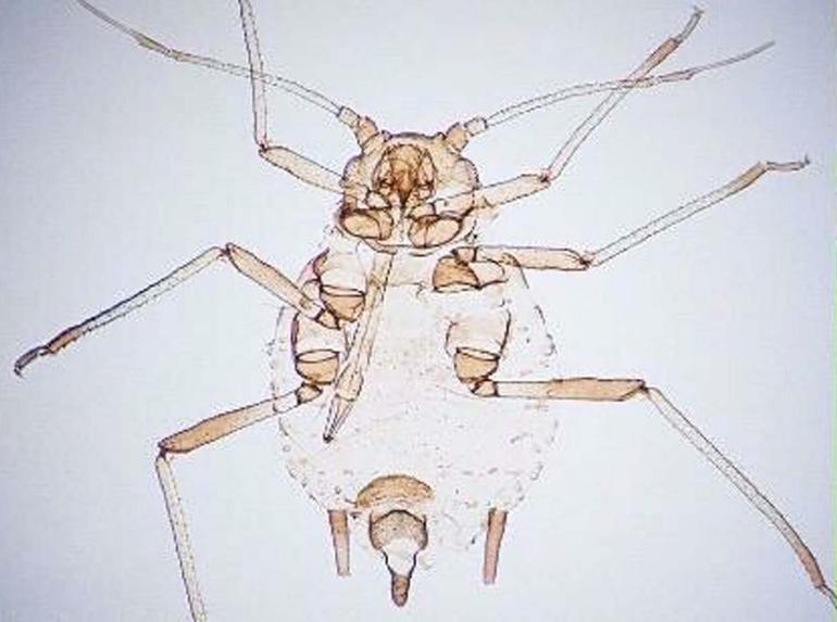Kaz Dağlarında yeni bir böcek türü keşfedildi