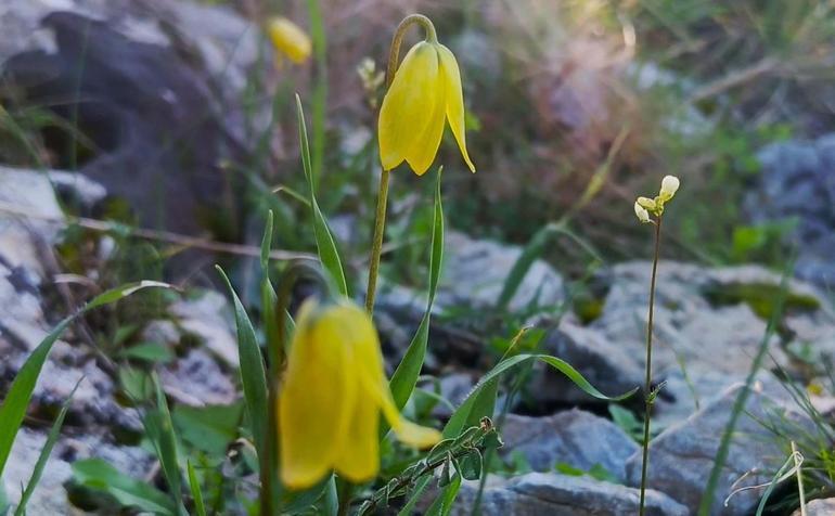 Kuşadasında ağlayan gelinler çiçek açmaya başladı