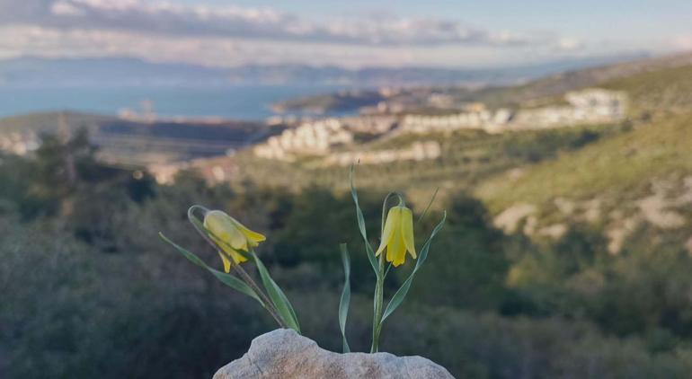 Kuşadasında ağlayan gelinler çiçek açmaya başladı