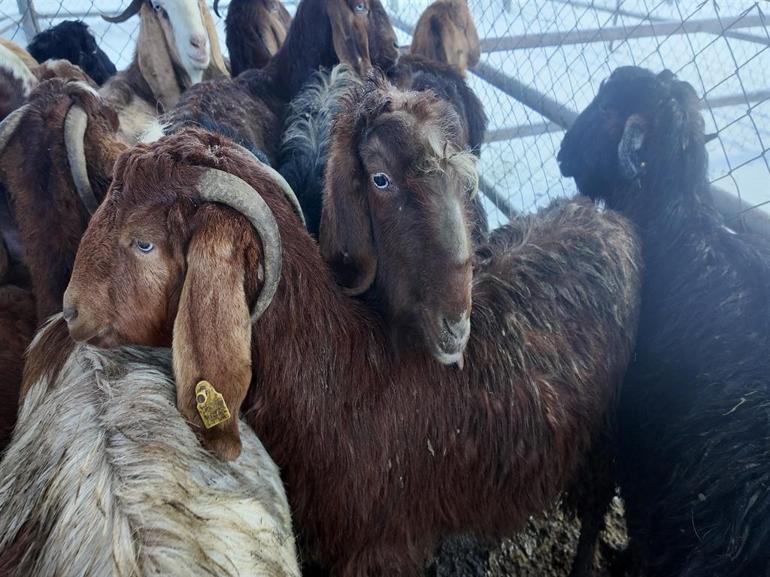 Kış şartları, Türkiyenin en büyük hayvan pazarını olumsuz etkiledi