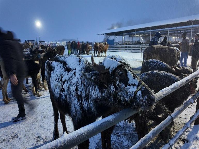 Kış şartları, Türkiyenin en büyük hayvan pazarını olumsuz etkiledi