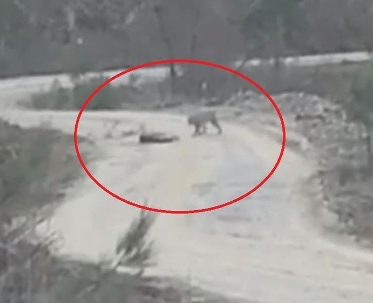 Vaşak, yaralı karacayı yerken görüntülendi