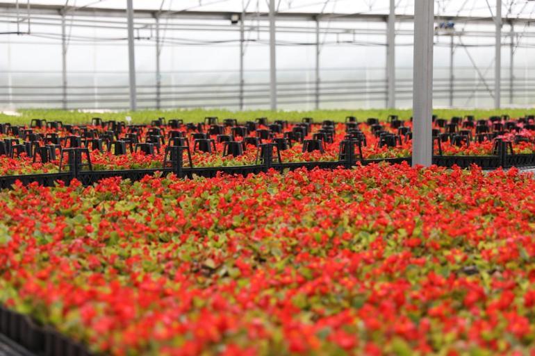 Samsun’da çöpten elde edilen ısıyla seralarda çiçek üretiliyor