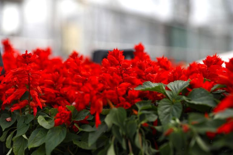 Samsun’da çöpten elde edilen ısıyla seralarda çiçek üretiliyor