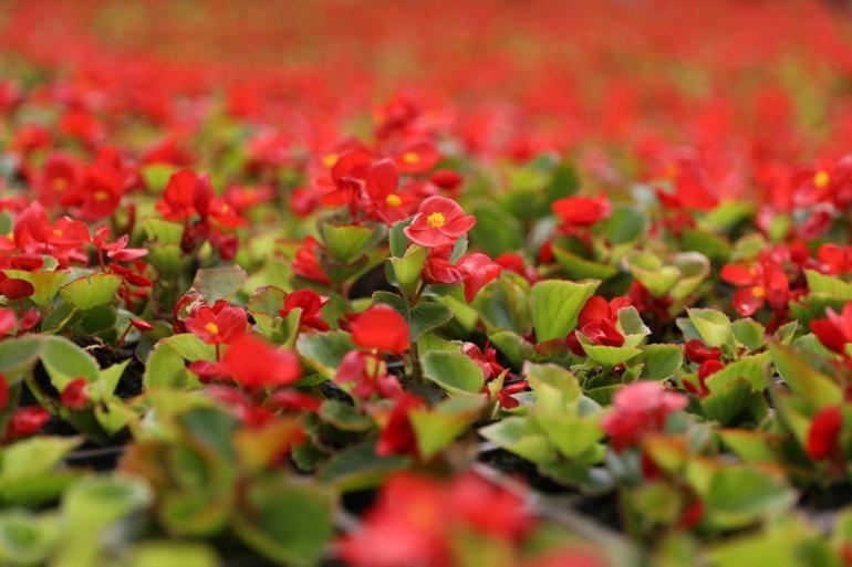 Samsun’da çöpten elde edilen ısıyla seralarda çiçek üretiliyor
