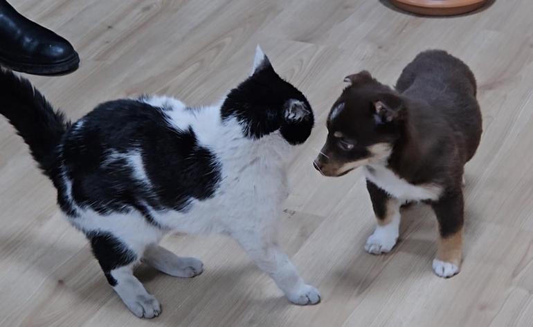 Başkanın makamı Mia ve Fındık’ın yuvası oldu