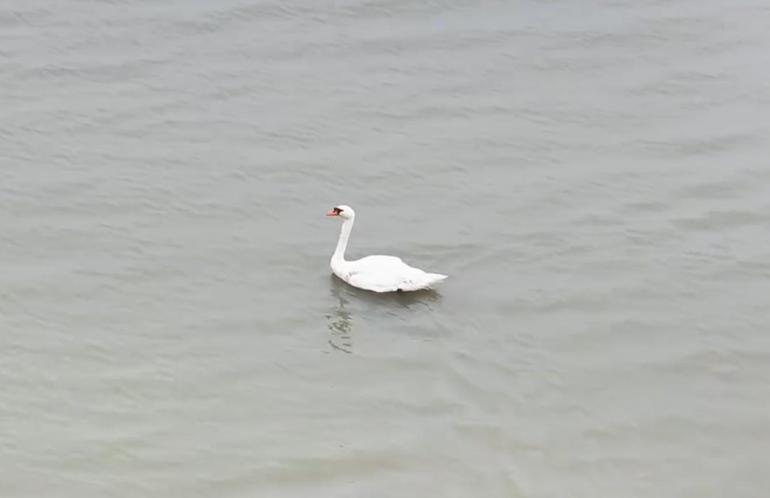 Ankara’da tedavi edilen kuğu, Edirne’de doğaya bırakıldı