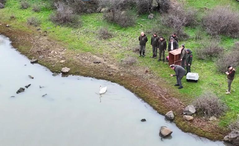 Ankara’da tedavi edilen kuğu, Edirne’de doğaya bırakıldı
