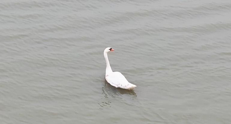 Ankara’da tedavi edilen kuğu, Edirne’de doğaya bırakıldı
