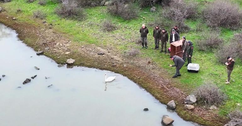 Ankara’da tedavi edilen kuğu, Edirne’de doğaya bırakıldı