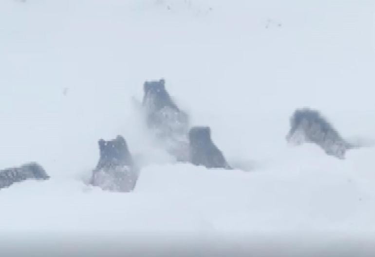 Köye inen kurtlar köpeği alıp götürdü