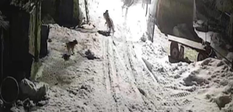 Köye inen kurtlar köpeği alıp götürdü