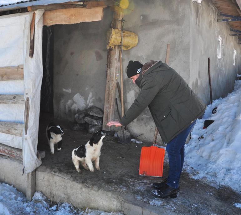 Köpeklerine saldıran kurtları kürekle kovaladı