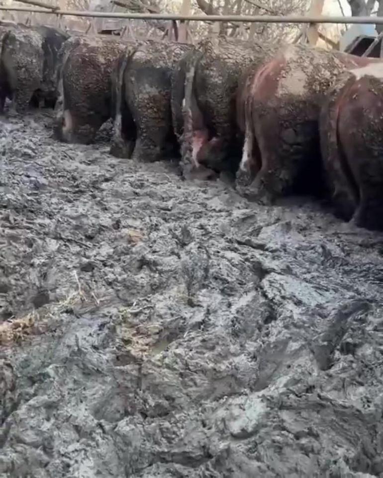 Sanal medyada tepki çeken besi çiftliğinde denetleme