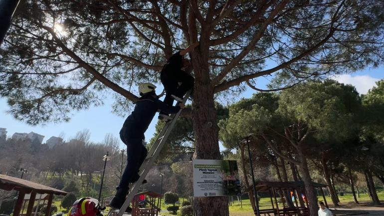 Avcılar’da çıktığı ağaçta mahsur kaldı; itfaiye merdiveniyle kurtarıldı
