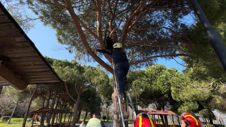 Avcılar’da çıktığı ağaçta mahsur kaldı; itfaiye merdiveniyle kurtarıldı