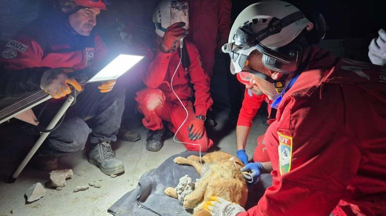 Kuruyan betonda mahsur kalan Paris, 7 saat sonra özgürlüğüne kavuştu