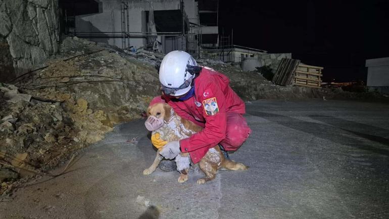 Kuruyan betonda mahsur kalan Paris, 7 saat sonra özgürlüğüne kavuştu