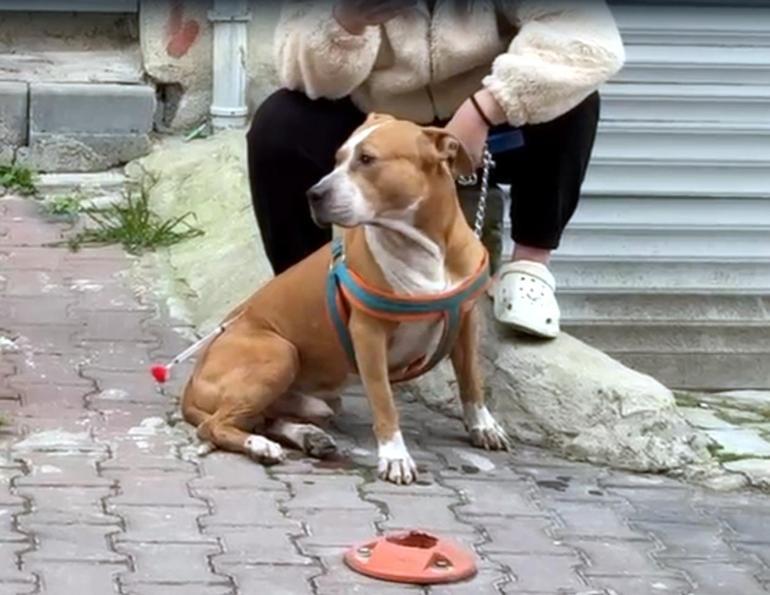 Saldırdığı köpeği ağır yaralayan Pitbulla el konuldu, sahibine 95 bin lira ceza uygulandı