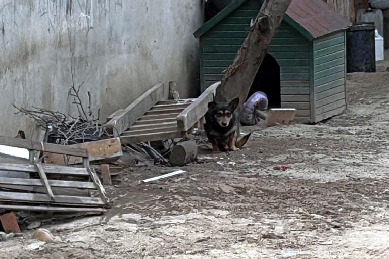 Saldırdığı köpeği ağır yaralayan Pitbulla el konuldu, sahibine 95 bin lira ceza uygulandı