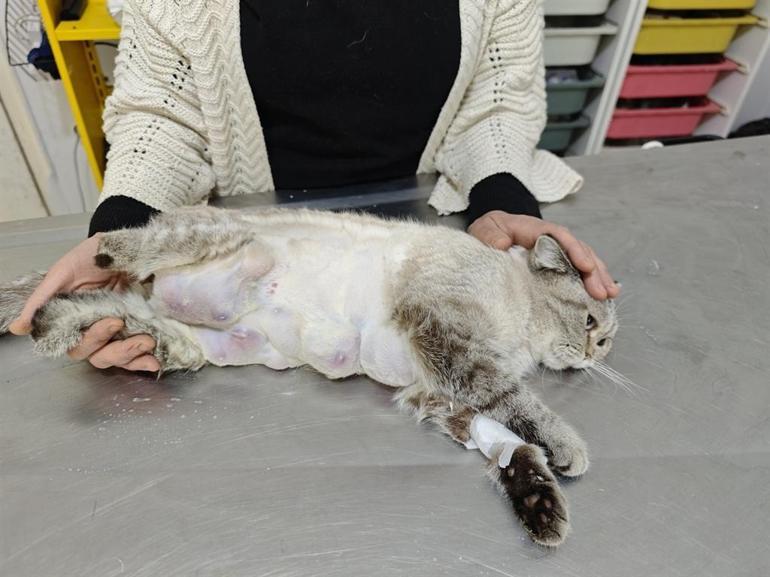 Meme kanseri olan kediden 330 gram tümör temizlendi