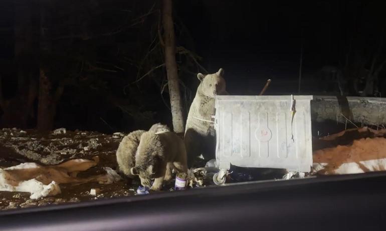 Uludağ’da kış uykusundan uyanan ayı ailesi, yiyecek ararken görüntülendi