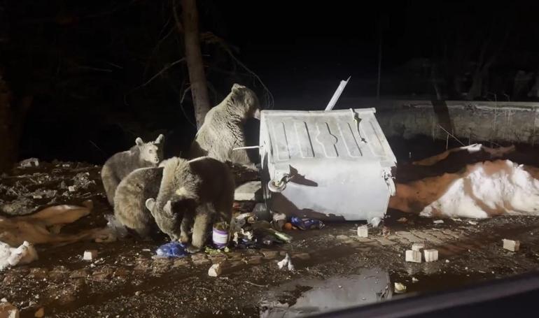 Uludağ’da kış uykusundan uyanan ayı ailesi, yiyecek ararken görüntülendi