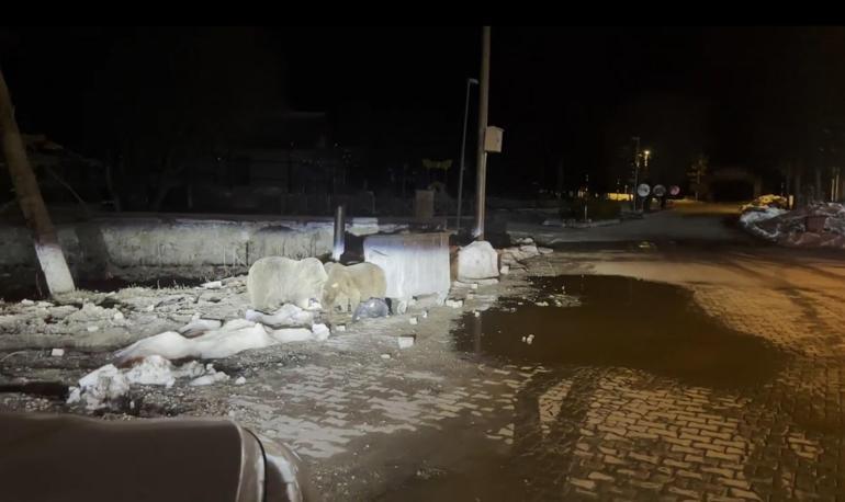 Uludağ’da kış uykusundan uyanan ayı ailesi, yiyecek ararken görüntülendi